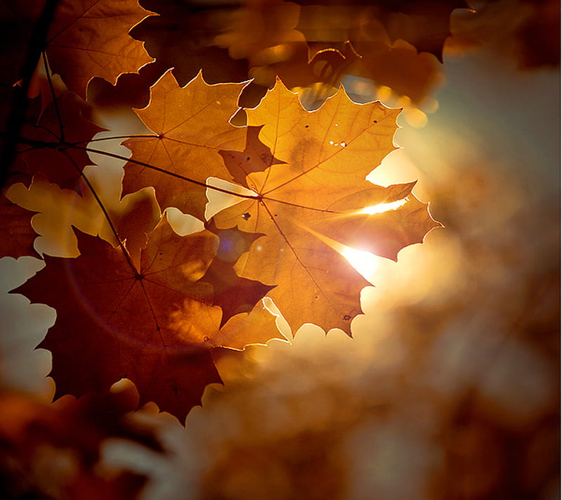 Maple Sunshine, autumn, fall, glow, leaf, leaves, orange, sun, tree, HD wallpaper