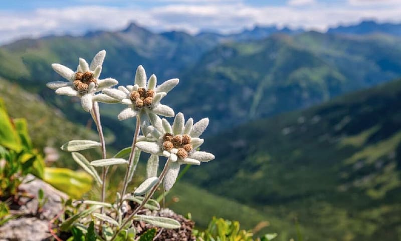 Edelweiss nationa flower Switzerland, white petals, mountain flower, lance shape, alps in background, swiss national flower, hill, HD wallpaper