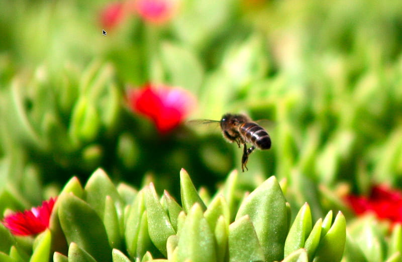 Busy bee, red, bee, buzzing, green, HD wallpaper