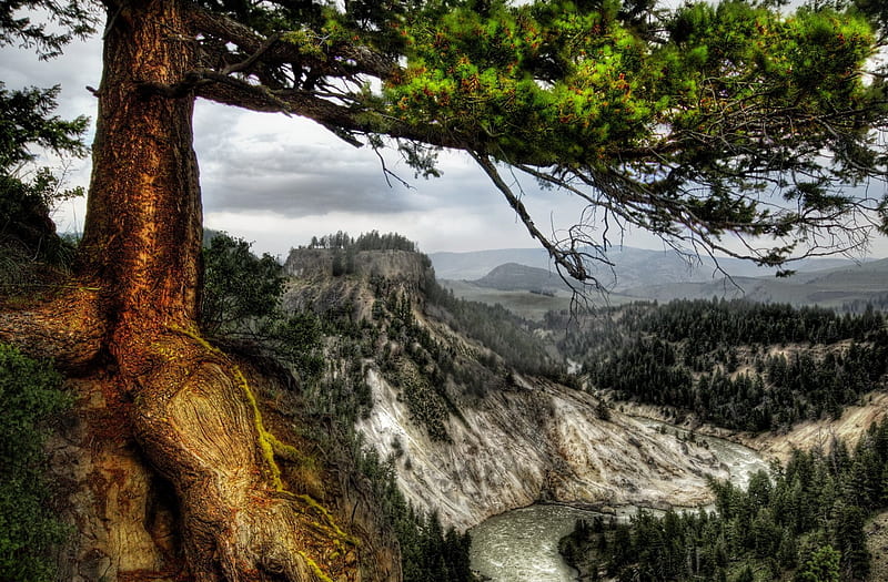 View of Yellowstone National Park, Mountains, Trees, Canyons, National  Parks, HD wallpaper | Peakpx