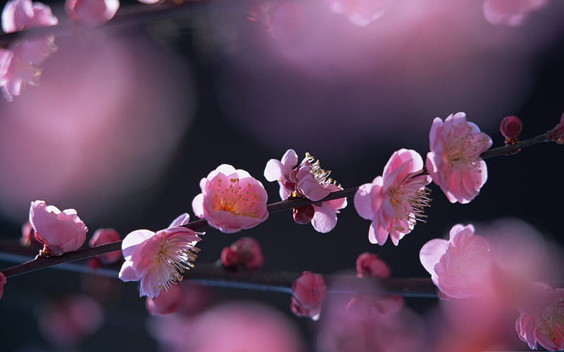 pink blossom flowers-spring Album, HD wallpaper