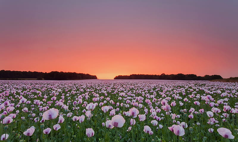 Campo de flores de amapola, flores, campo, naturaleza, Fondo de pantalla HD  | Peakpx