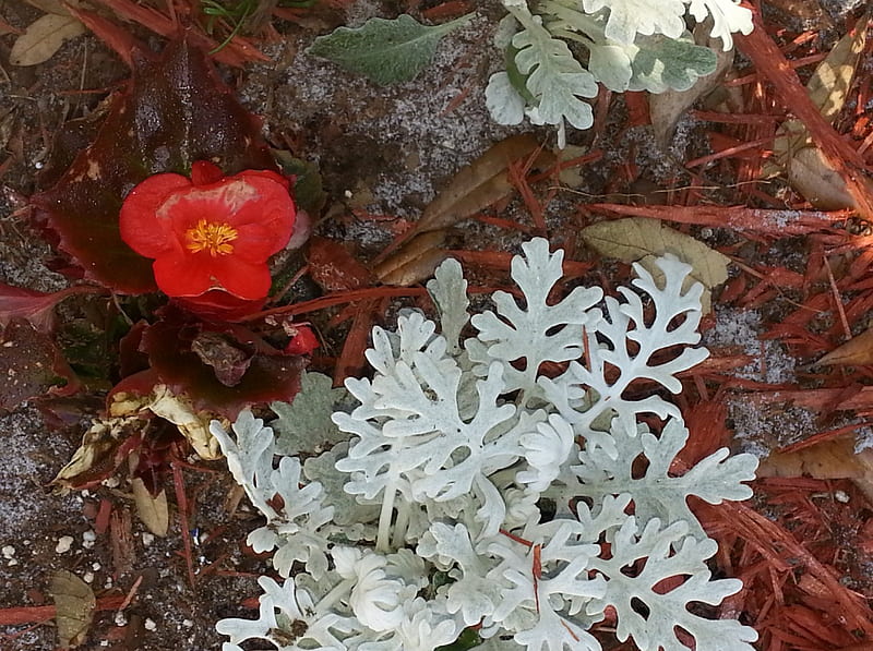 Begonia and Dusty Miller, Begonia, Dusty Miller, Flowers, Natural, HD wallpaper