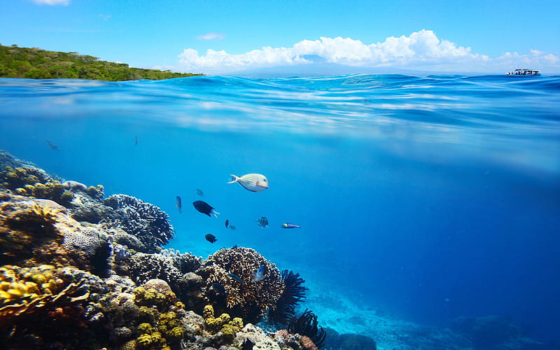 coral reef, under water, fish, sea, summer, HD wallpaper