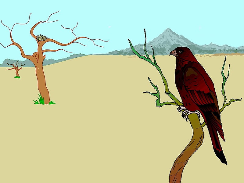 Hawk On A Limb 2, desenho, Sand, desert, bird, HD wallpaper
