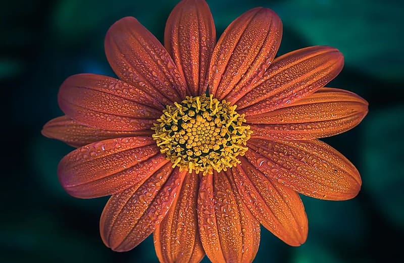 Flower, Plants, Orange, Botanics, HD wallpaper | Peakpx