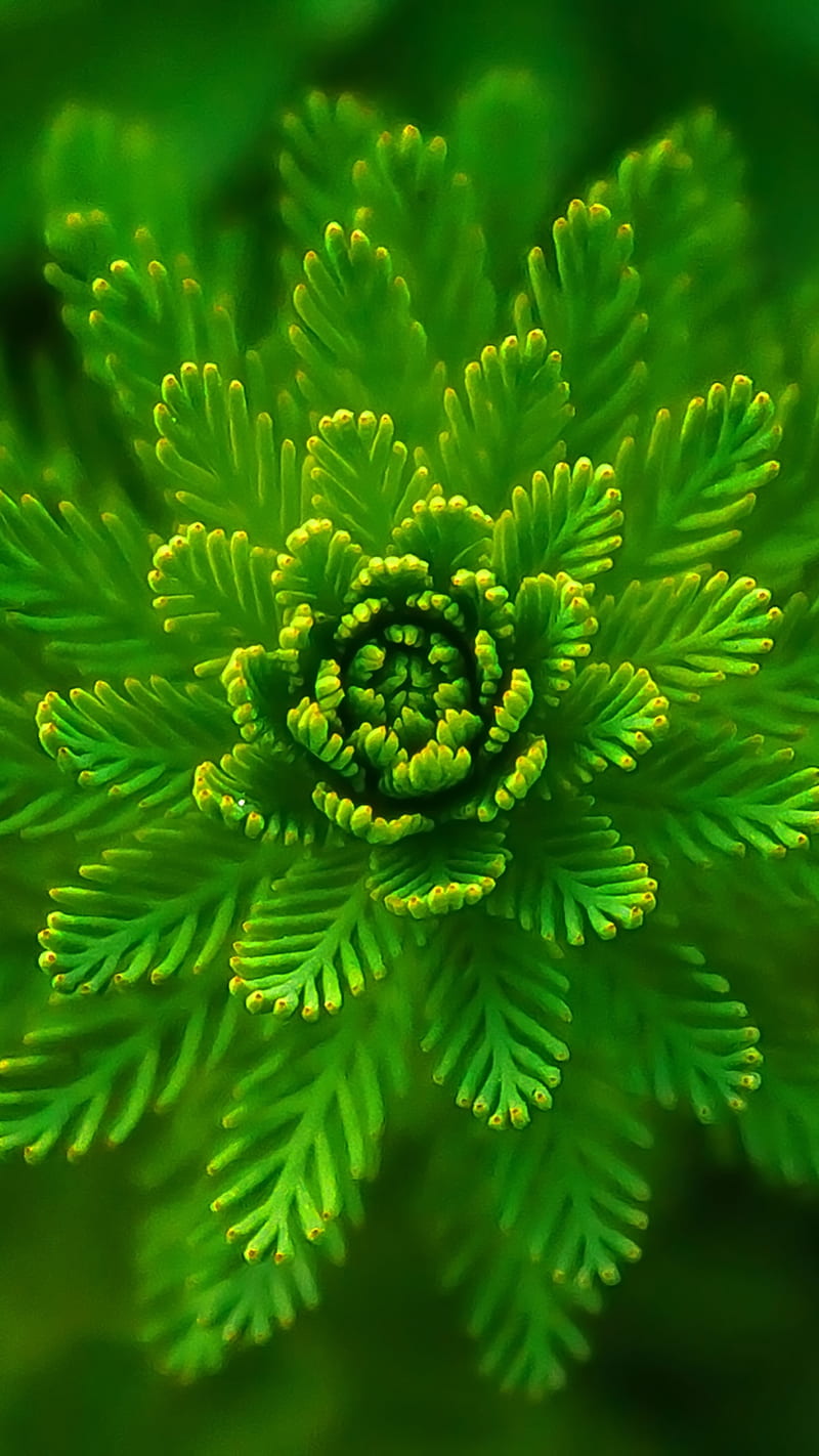 algae plant, green, macro, HD phone wallpaper