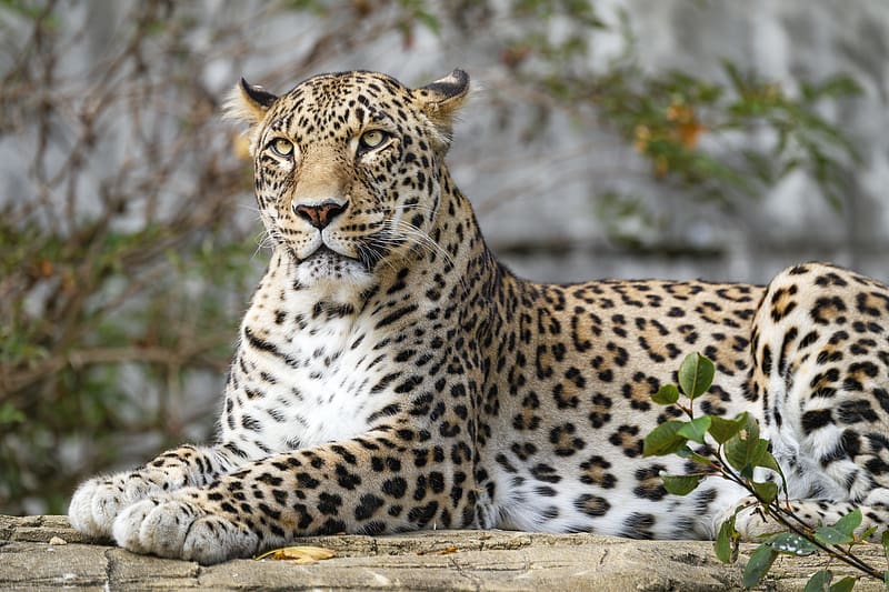 african leopard, leopard, big cat, paws, posture, HD wallpaper