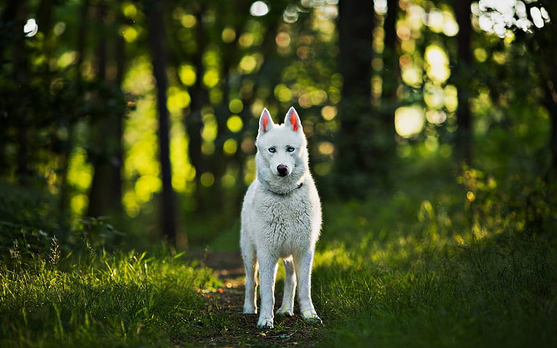 Swiss Shepherd, forest, cute animals, bokeh, dogs, summer, white dog, Berger Blanc Suisse, pets, White Shepherd Dog, White Swiss Shepherd, HD wallpaper