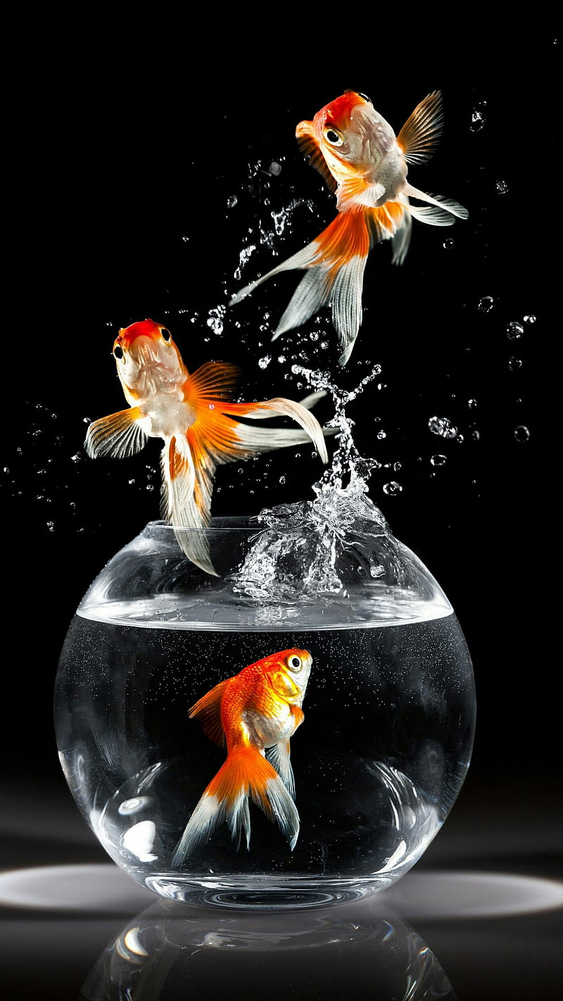 splash, fish, HD phone wallpaper