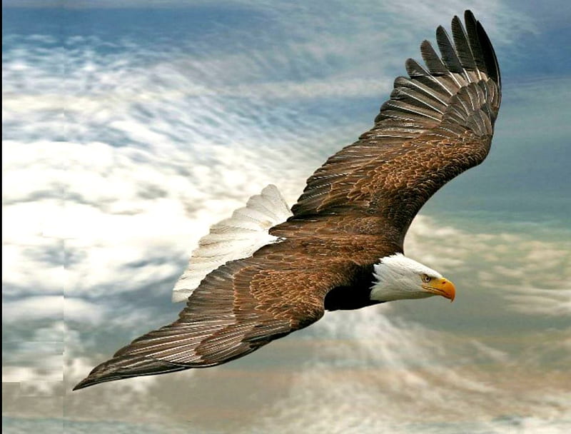 águila voladora, agua, pájaro, vuelo, águila, belleza, dom, Fondo de  pantalla HD | Peakpx