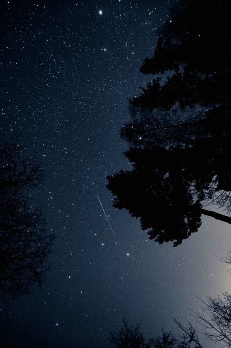 Under the night sky, dark, stars, trees, ground view, silhouette, astronomy, HD phone wallpaper