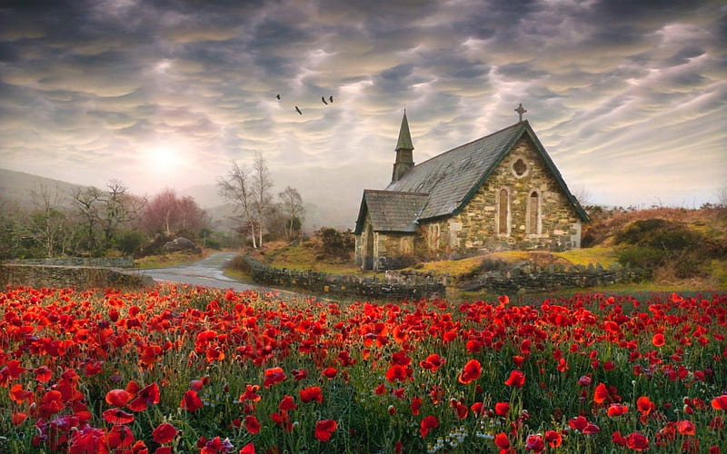 Sacred Poppies, red, Ireland, birds, bonito, spring, church, trees, clouds, old road, flowers, field, HD wallpaper