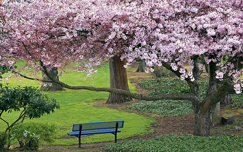 Beautiful Japanese cherry blossom season, HD wallpaper