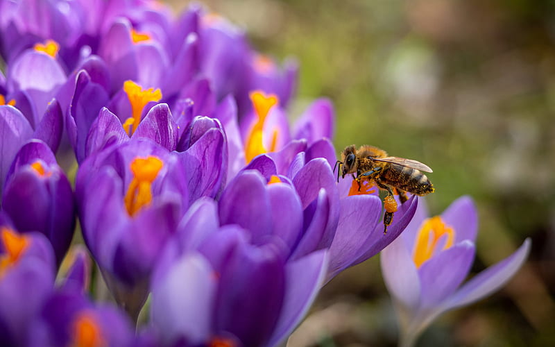 bee on flowers, crocuses, spring flowers, bee collecting honey, purple flowers, purple crocuses, HD wallpaper