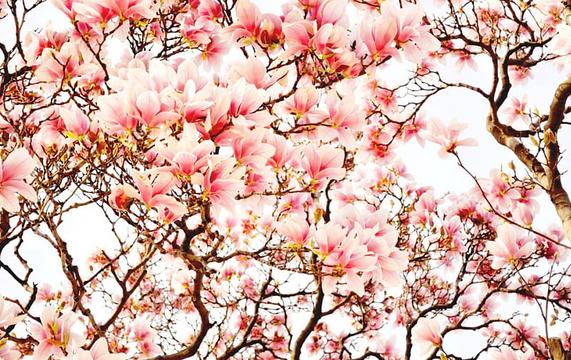 Sakura Flowers, sakura, tree, japan, japanese, flowers, nature, cherry blossom, HD wallpaper