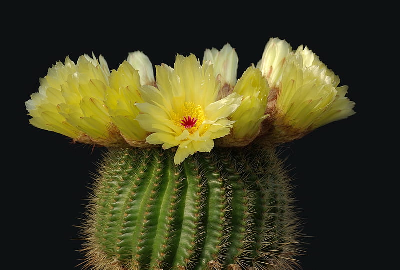 Blooming Yellow Cactus, yellow, flowers, cactus, blooming, HD wallpaper