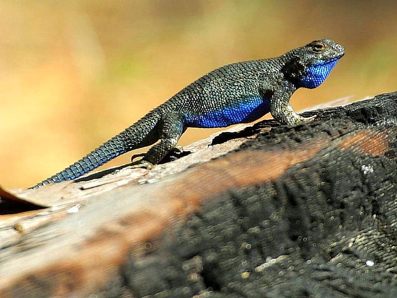 Blue-Belly-Lizard, cool, lizard, blue-belly, HD wallpaper