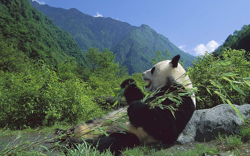 happy feeding panda-Animal World Series, HD wallpaper