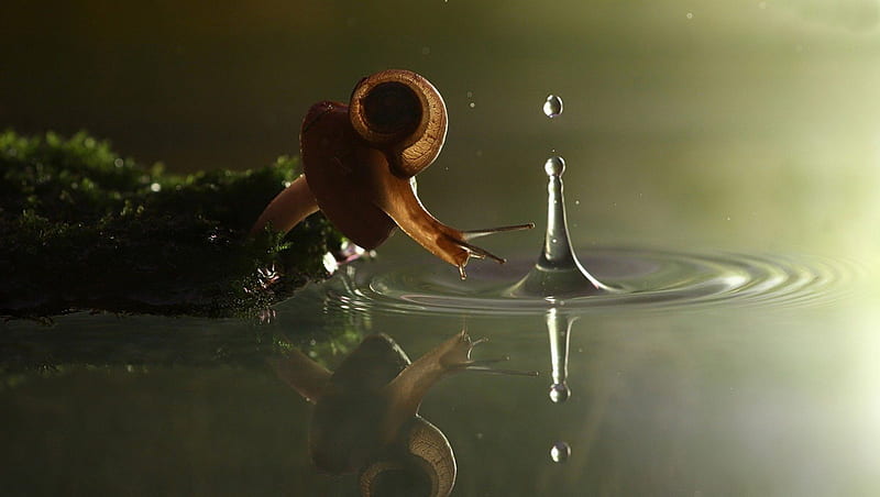 snail and water, water, snail, drop, summer, nature, animal, HD wallpaper