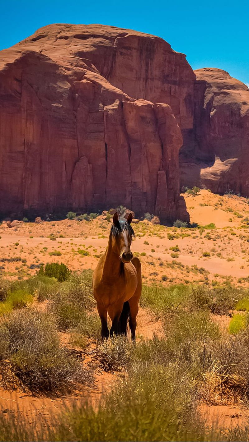 Wild Horse, arizona, desert, monument, usa, valley, wild west, HD phone wallpaper