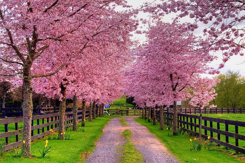 Bonita en rosa, bonita, alegre, árboles, rosa, Fondo de pantalla HD | Peakpx