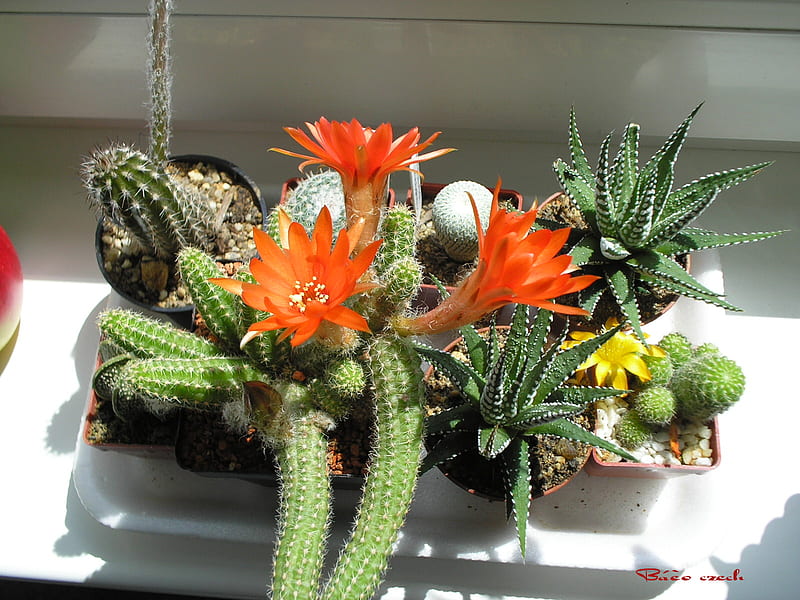 flower, blooms, cactus, HD wallpaper