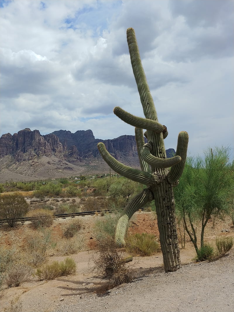 Cactus, arizona, mountain, nature, HD phone wallpaper