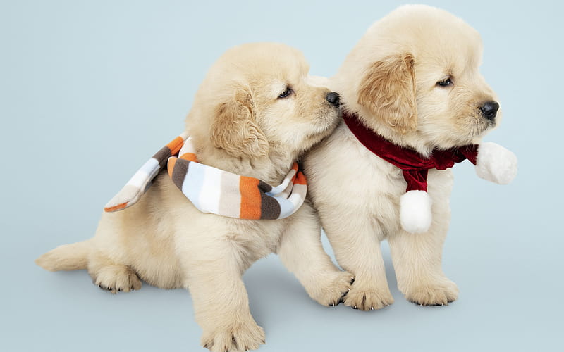 Labradors, little cute puppies, winter, golden retrievers, small dogs, cute animals, dogs, HD wallpaper