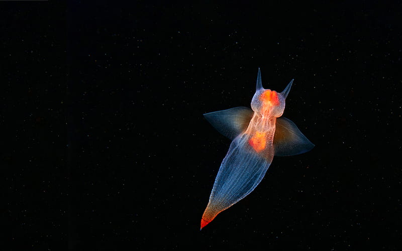 Deep Sea Creatures Sea Angel 2022 Bing, HD wallpaper