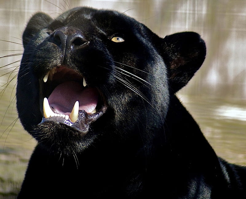 Black Panther, big cats, carnivor, felines, predators, HD wallpaper