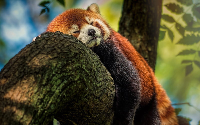 sleeping red panda, wildlife, bears, cute bear, pandas, Ailurus fulgens, Red Panda, HD wallpaper