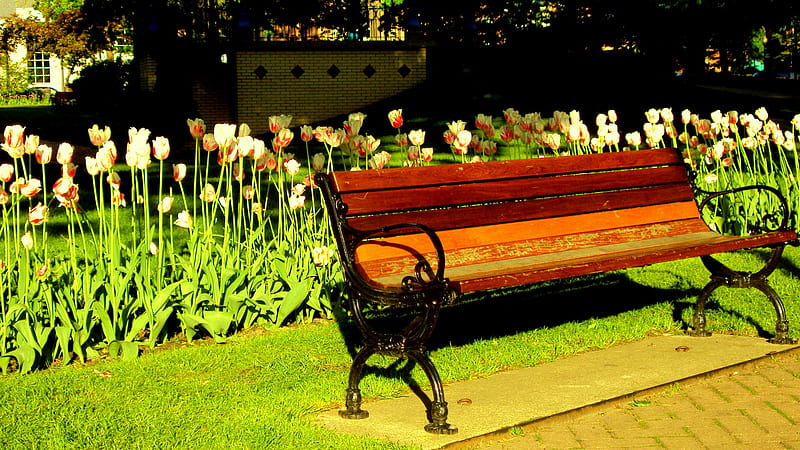 Contemplate, centennial park, holland michigan, bench, park, tulips, HD wallpaper
