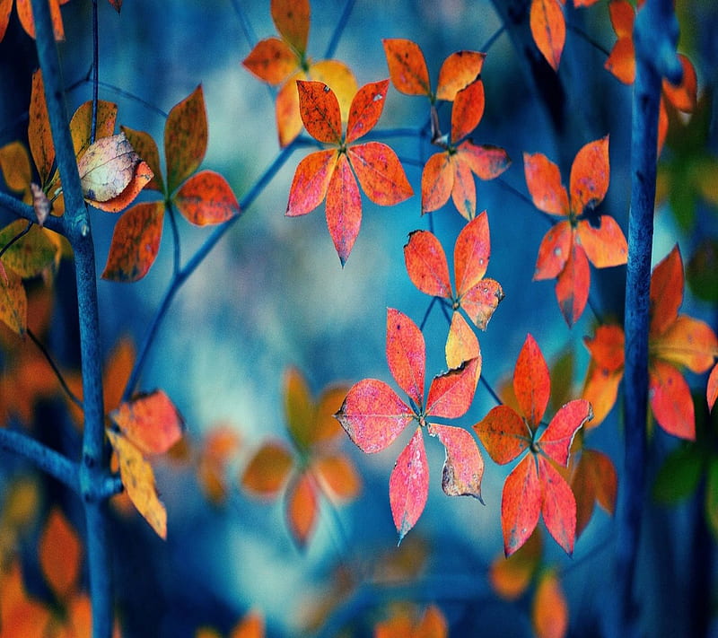 Autumn, HD wallpaper | Peakpx