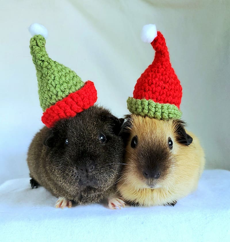 Crochet Hats for Guinea Pigs Bunnies Gerbils Hamsters, Guinea Pig Christmas, HD phone wallpaper