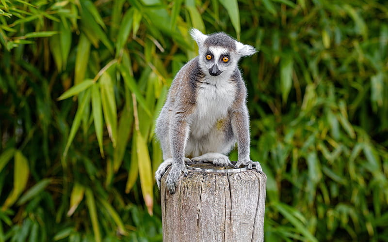 Cute Lemur 2020 Animals, HD wallpaper