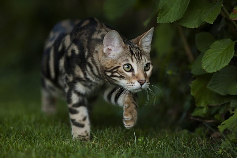 On the Prowl, prowl, leaves, Bengal, grass, cat, HD wallpaper