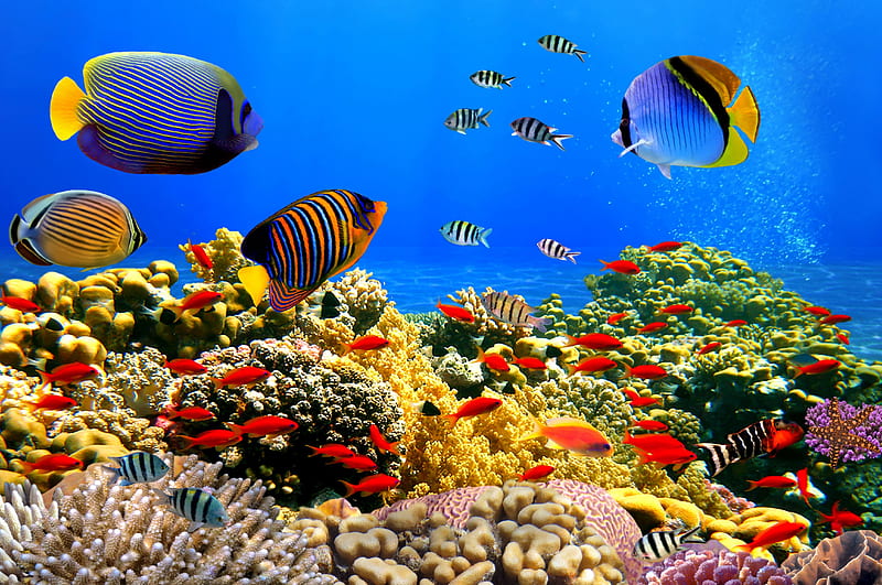 Underwater, reef, fishes, ocean, coral, tropical, HD wallpaper