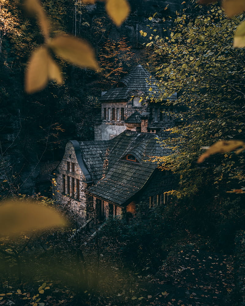 house, trees, bushes, forest, HD phone wallpaper