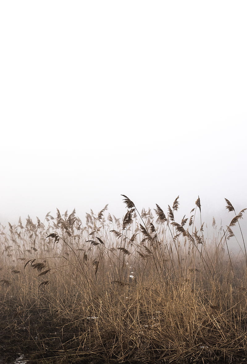 reeds, fog, autumn, grass, dry, HD phone wallpaper