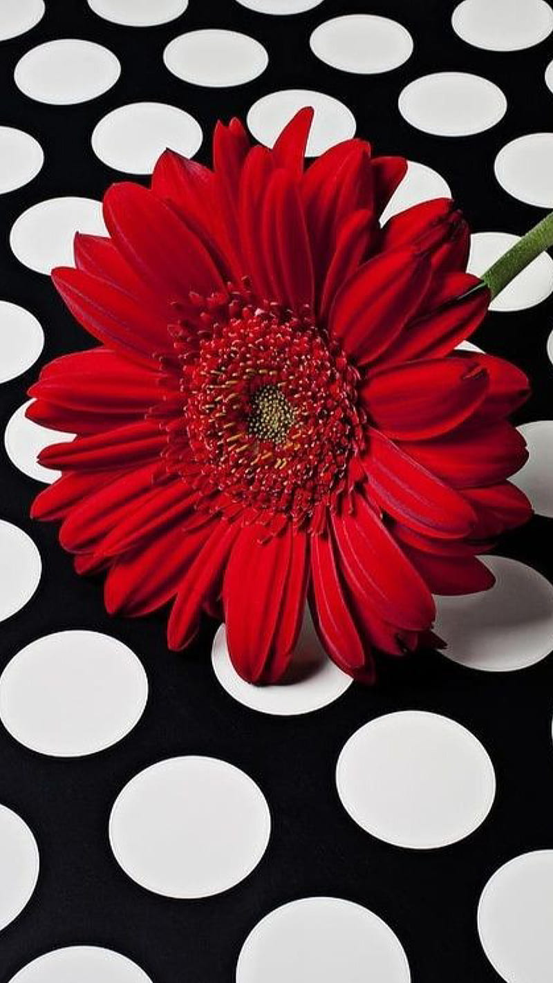 Red flower, black and white, circles, daisy, round, HD phone wallpaper