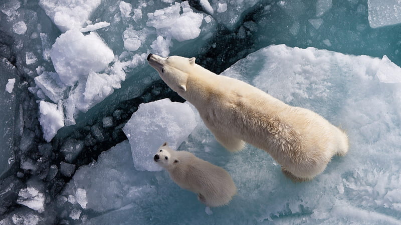 polar bears, pretty, glacier, mommy, baby, cold, graphy, ice, beauty, bears, white, fur, animals, HD wallpaper