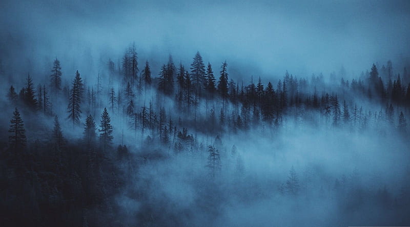 Dark woods, forest, foggy, mist, fog, pine, dark, nature, misty, wood, scene, landscape, HD wallpaper