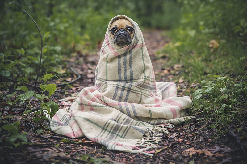 fawn pug covered by Burberry textile between plants, HD wallpaper