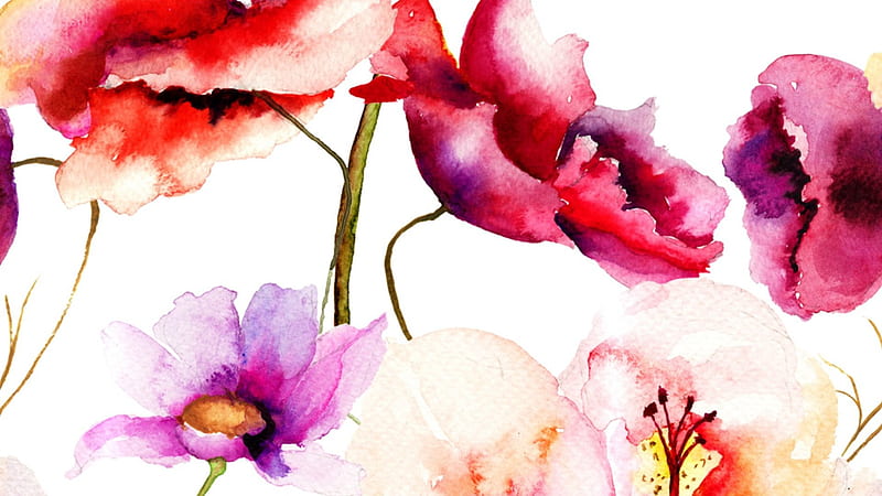 Watercolor Poppies and Cosmos, art, wild flowers, paint, poppies, spring, bright, flowers, cosmos, watercolor, HD wallpaper