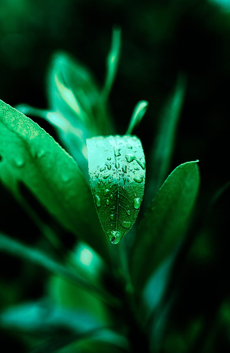 leaf, drops, plant, green, HD phone wallpaper