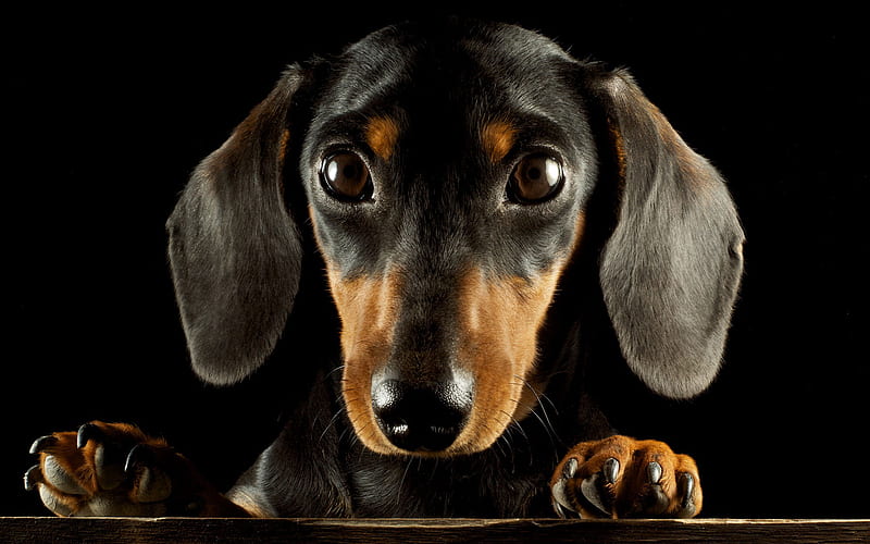 dachshund, muzzle, dogs, cute animals, cute dog, Canis lupus familiaris, HD wallpaper