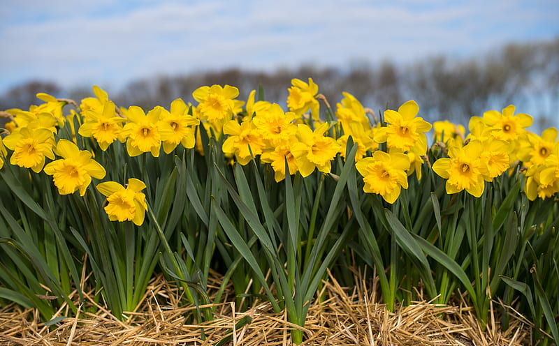 Spring Daffodils Flowers Ultra, Nature, Flowers, Yellow, Spring, Field, Netherlands, Holland, Europe, Daffodils, Leica, dutch, summilux, HD wallpaper