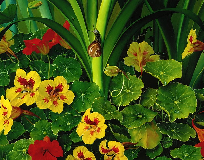 Nasturtium, leaves, snail, painting, flowers, blossoms, artwork, HD wallpaper