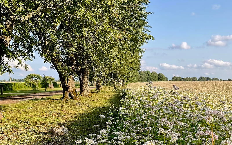 Flowering Buckwheat Field, trees, road, flowers, field, Latvia, HD wallpaper